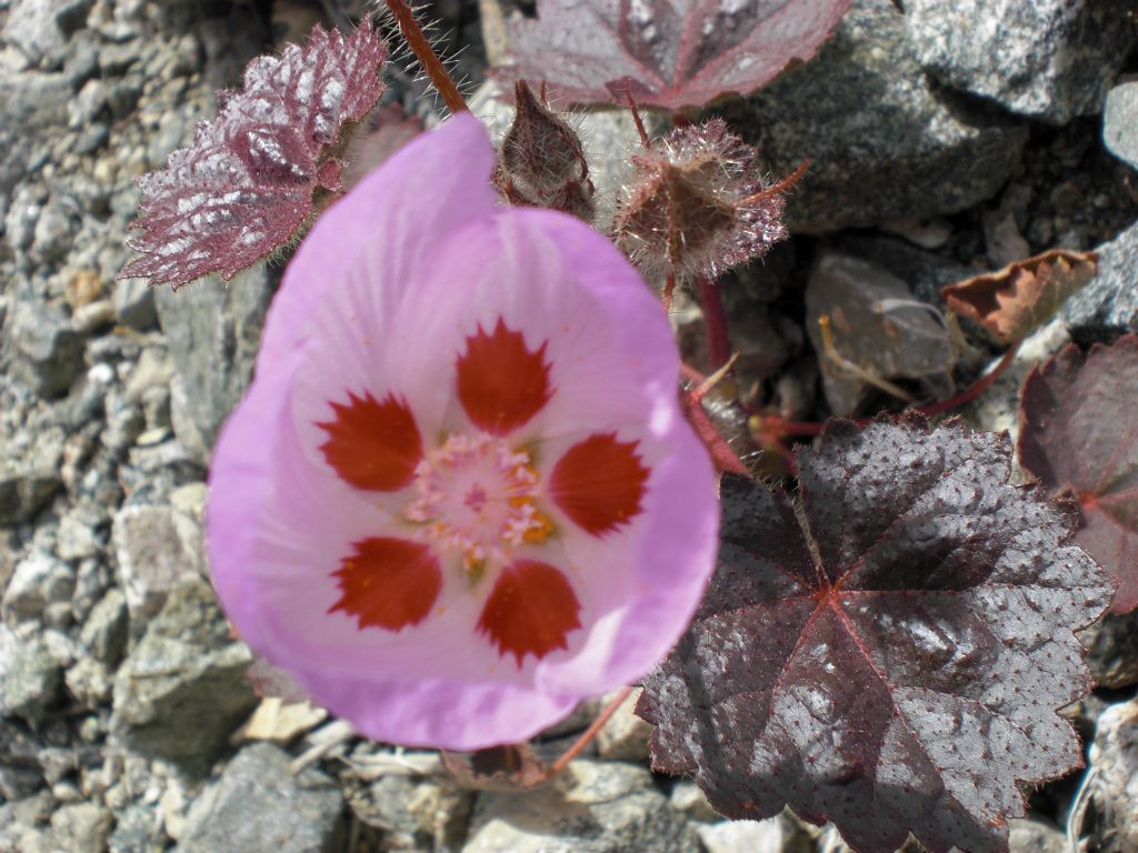 Here in Sidewinder Canyon we found the first Desert Five-Spot of the season on March 14, 2009: