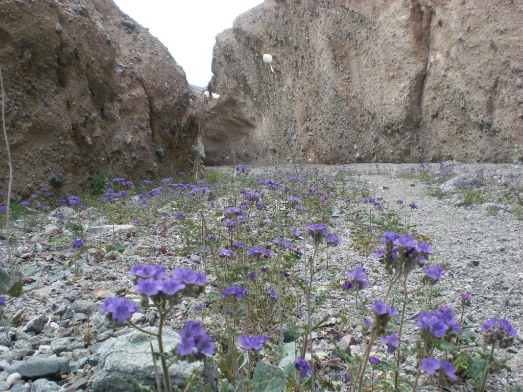 The next two pictures show the Spring flowers and greenery which were present in the main canyon between the second and third official slots: