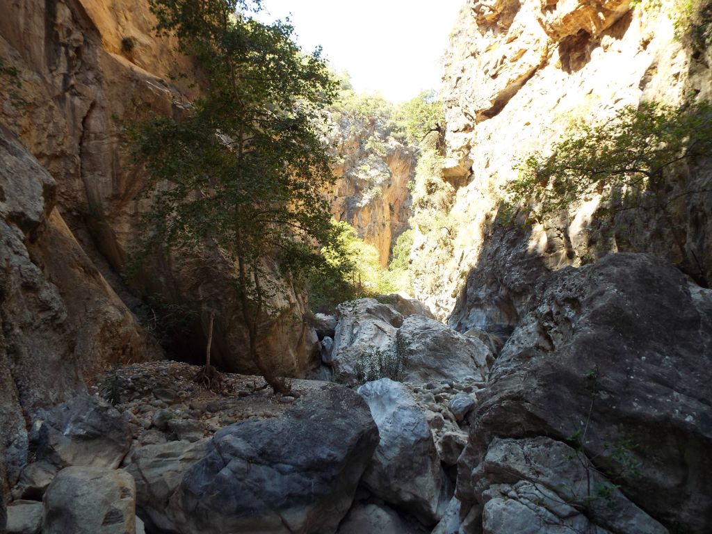 Trees finding a way to thrive in the wash despite so many boulders everywhere: