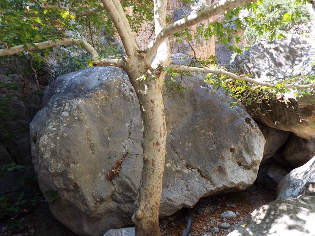 Then we had to climb under the branches of this tree and pull ourselves up these boulders: