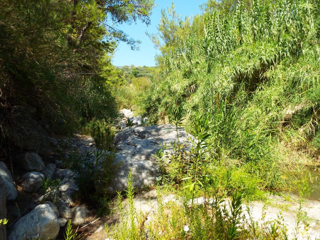 We varied between the hillside path and dry wash in the next two pictures: