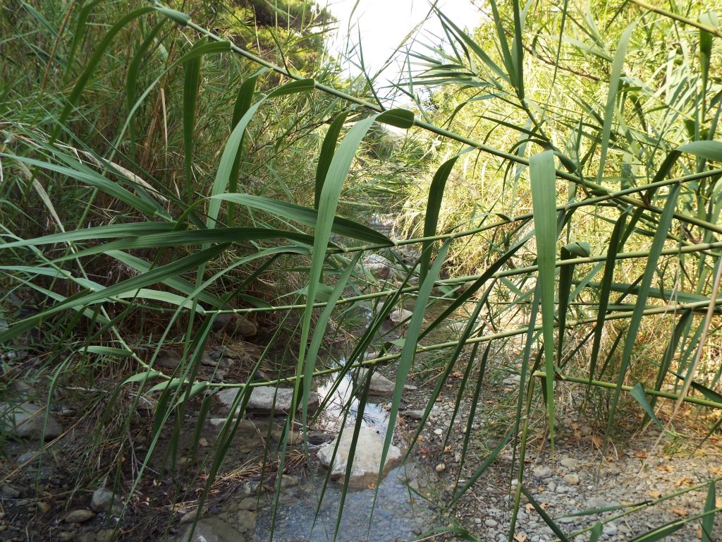 We found a way to hike from the road back down into the wash of a stream.  This is the stream from which water is being pumped down canyon into the collection system.  We were now in the central part of the bamboo valley: