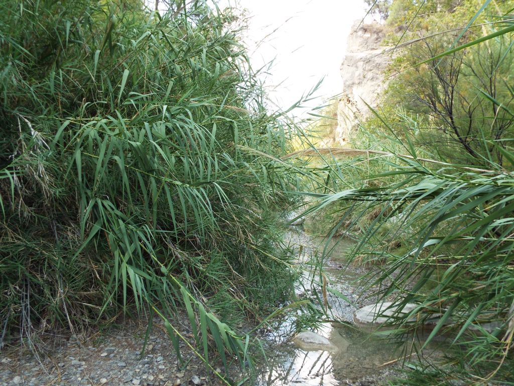 This area consisted of bamboo, tall grasses, and flowing water: