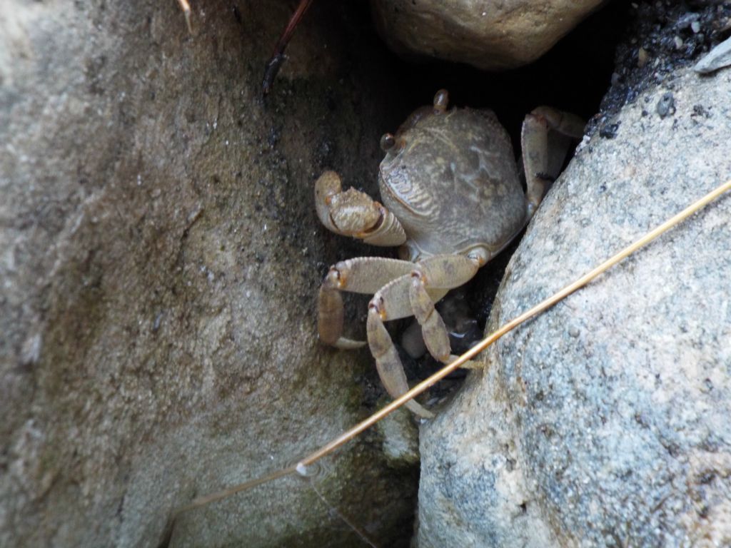 A fresh-water crab kept playing hide-and-seek with us: