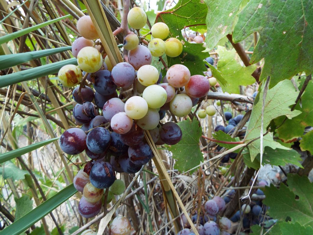 Picture the scene -- an extremely hot day, a long challenging hike, and two weary hikers.  Now imagine stumbling across these mouthwatering wild grapes: