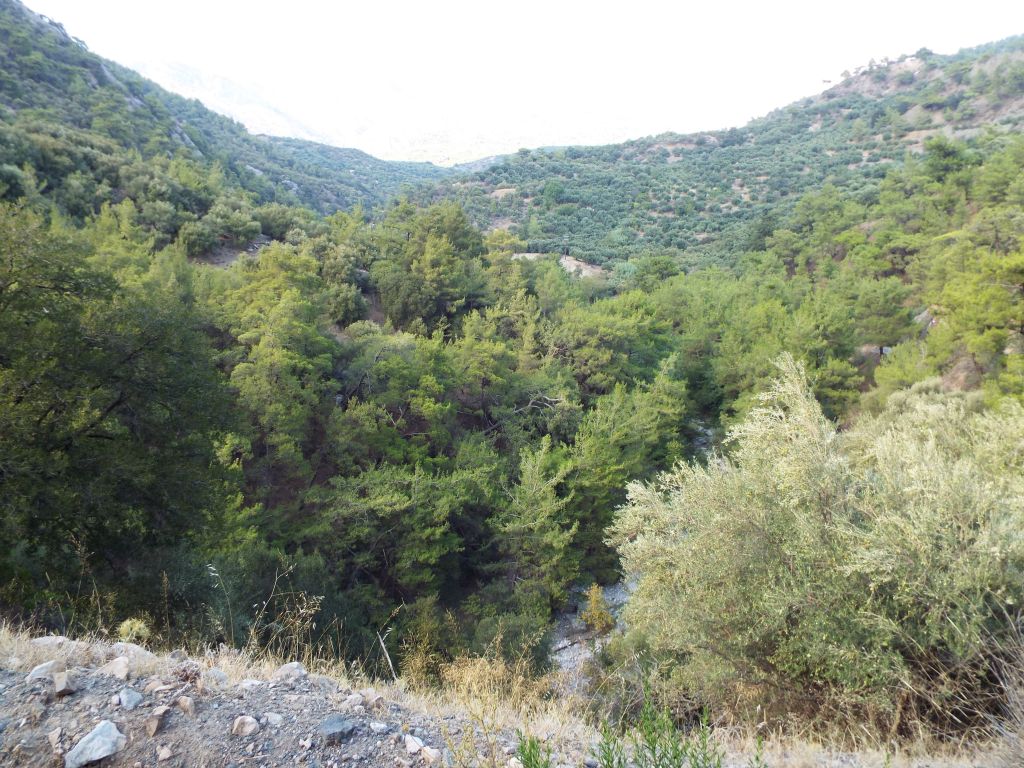 View looking as far up the bamboo valley as we could see: