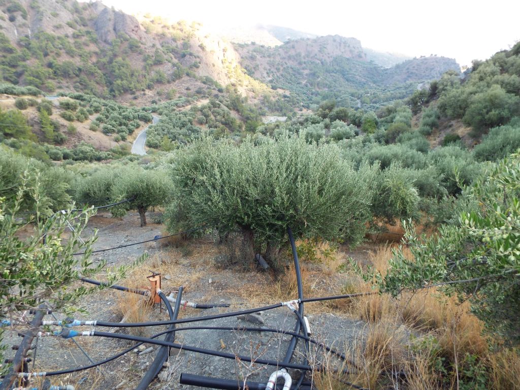 We decided to take a shortcut through this olive tree grove in order to avoid a longer hike on pavement.  It was quite challenging and probably consumed more time than just sticking with the roads: