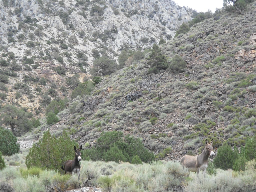 Our group all stopped just ahead to watch a couple of wild burros along the trail.  I have found wild burros on all of our backpacking trips to Panamint City: