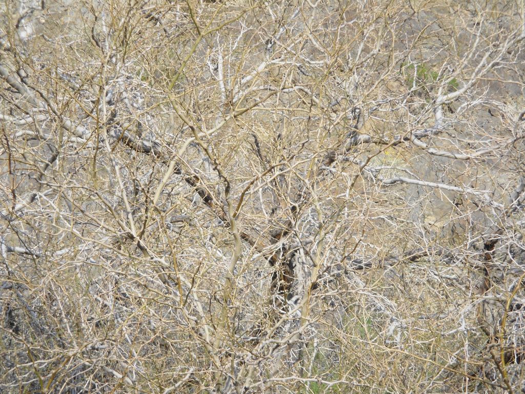 Passing by a nasty mesquite tree which ripped my skin with some thorns: