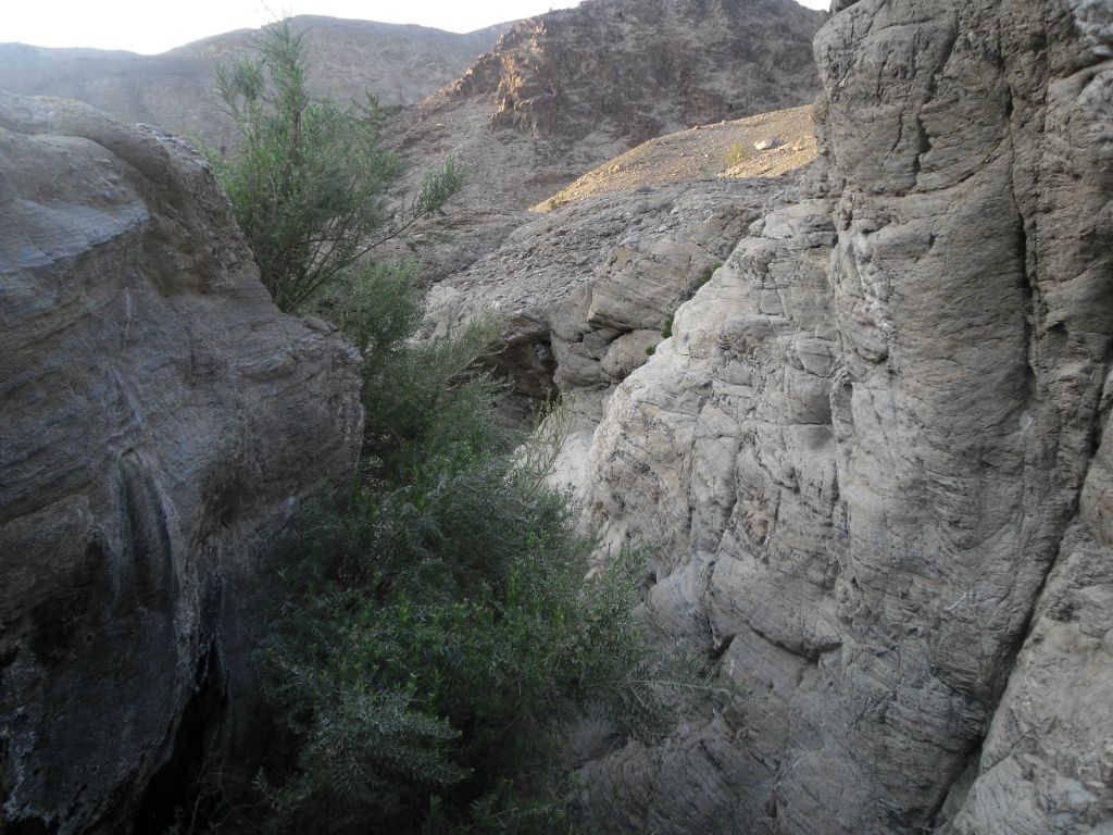 Plants growing tall as the canyon walls compressed down to a narrow slot: