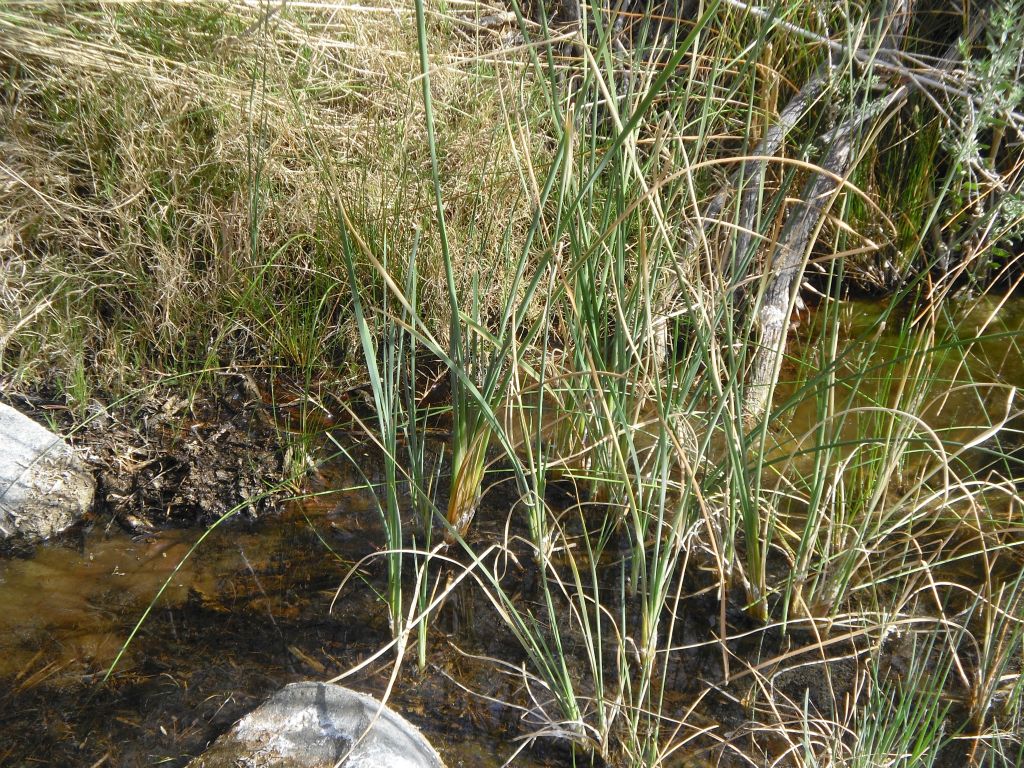 Another part of Poison Spring had water passing through mossy areas with grass and plants growing: