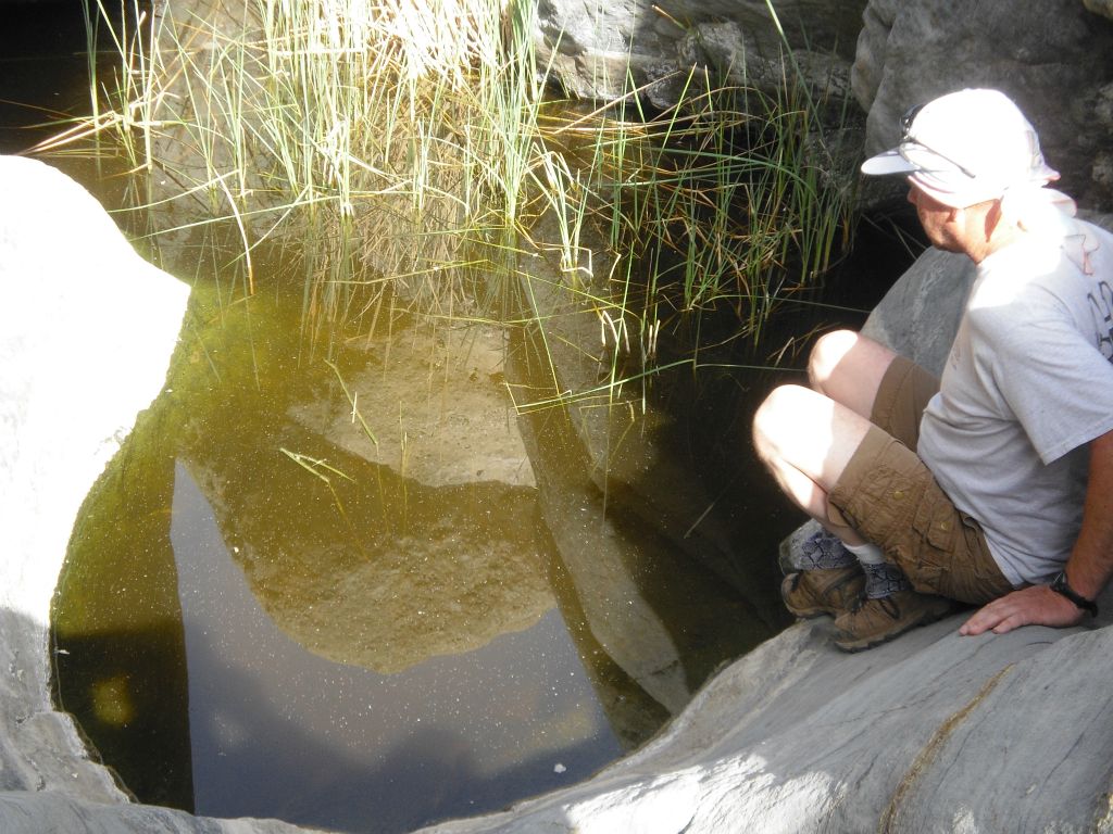 Close up of the plunge pool with reeds growing out of it.  It almost looked like a duck pond with no ducks: