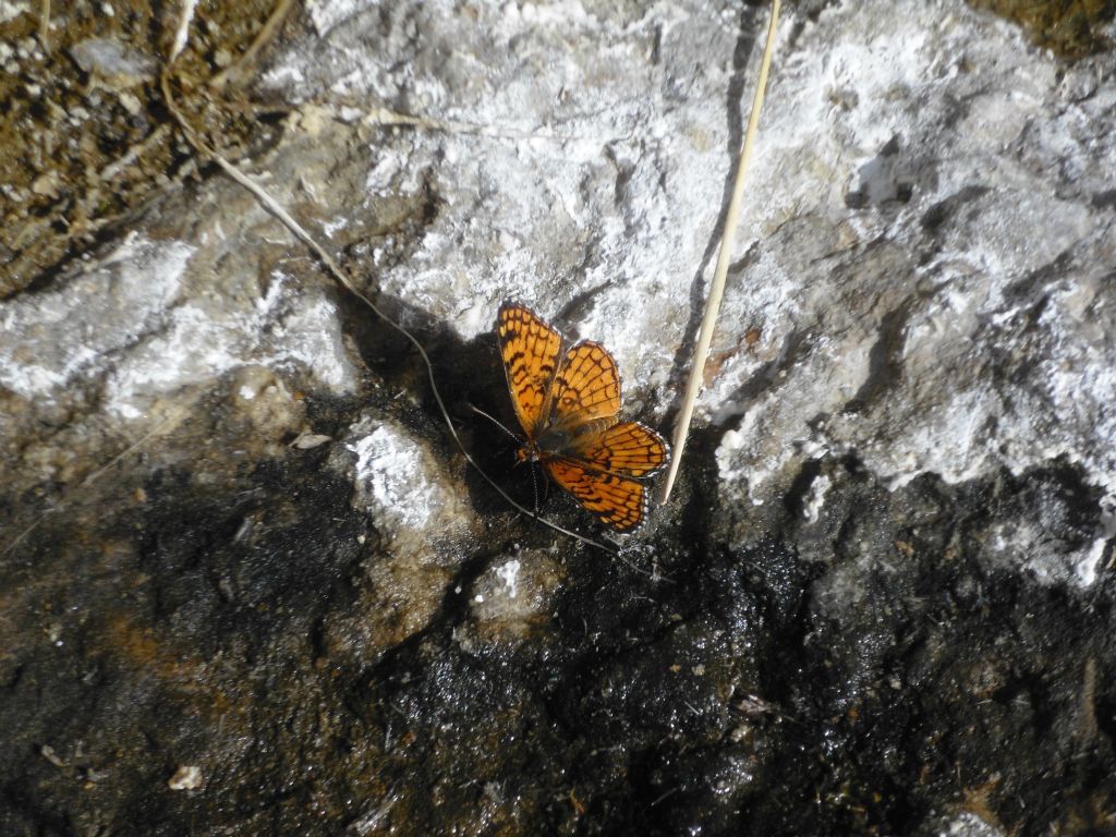 One of my favorite pictures from our Indian Pass Canyon hike.  Hiking with the butterflies was a really fun and memorable aspect of our trip: