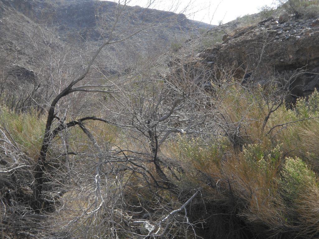 At this point we have reached Upper spring, which had a lot of overgrown plants in the canyon: