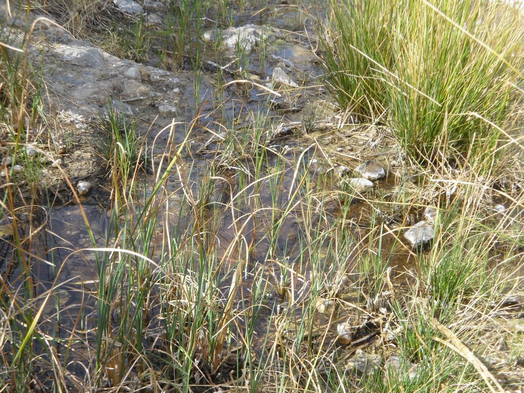 There was a bit of surface water in Upper spring, but it looked like the worst possible option of the three available springs: