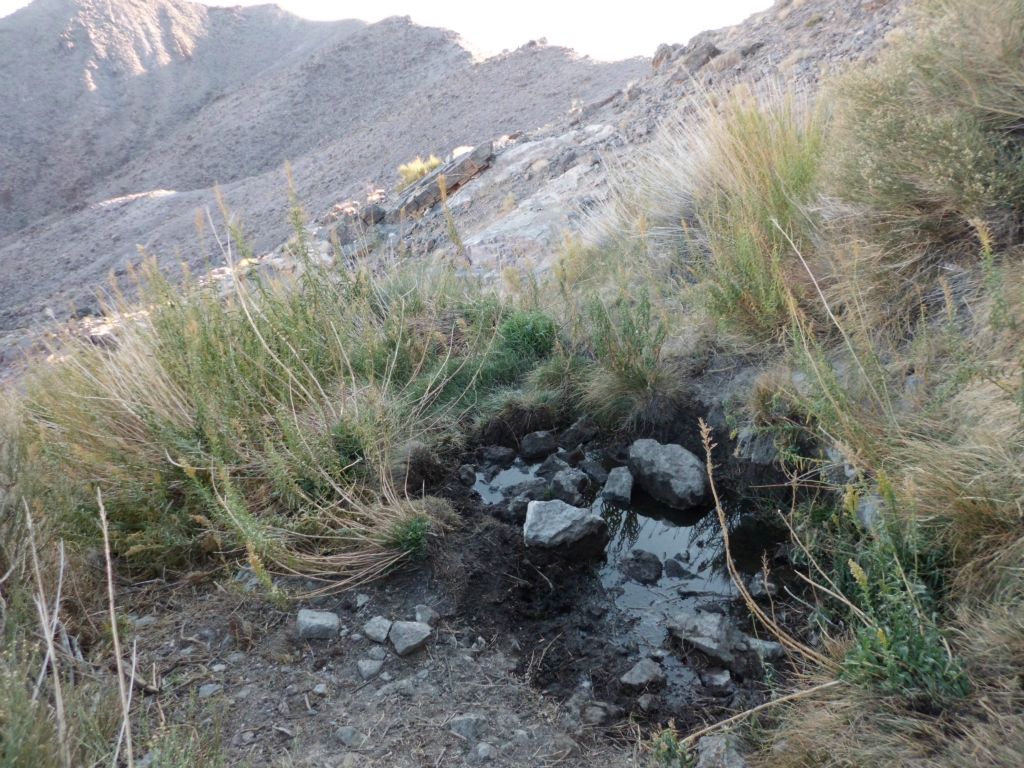 But first, three pictures of the spring which had surface water and green grass growing around it: