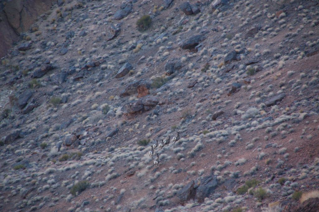 And they are off and running... 6 Bighorn sheep that we came across in this area: