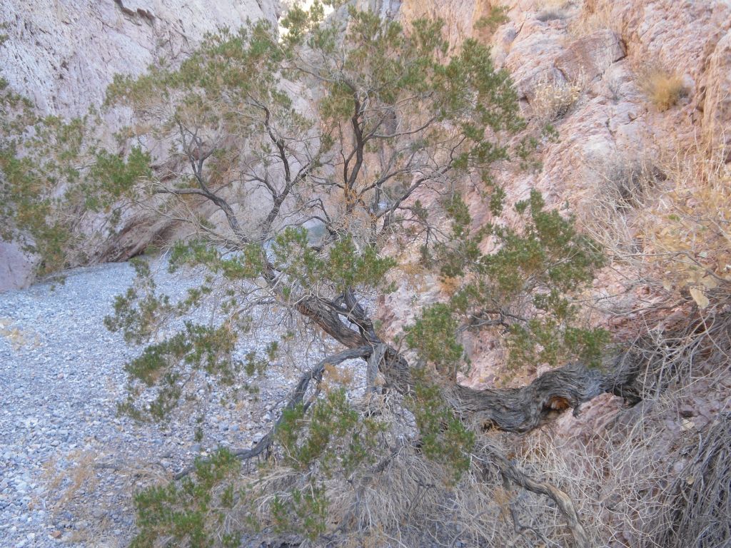 Here a tree is growing to the side out of the wall of the canyon: