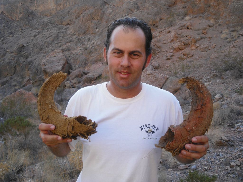 Evidence that Bighorn sheep also enjoy visiting Palmer Canyon: