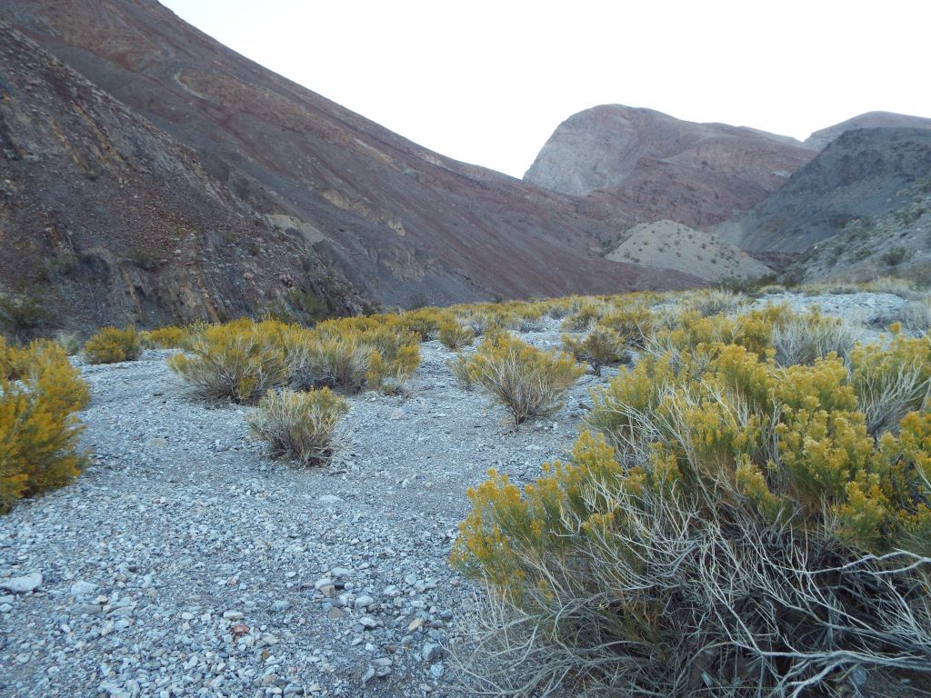 Notice how there is lots of plant growth within the wash: