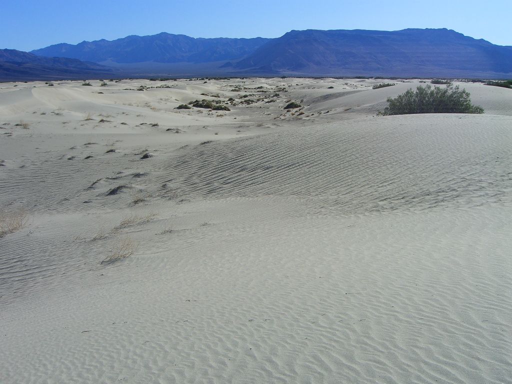 It wasn't long before the plethora of small bushes gave way to the majestic sand dunes: