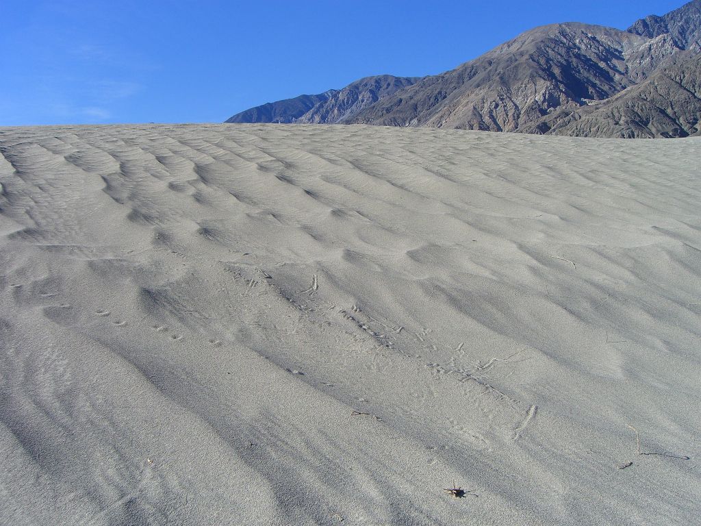 These might be whaleback dunes, but some of the slopes are quite steep and high: