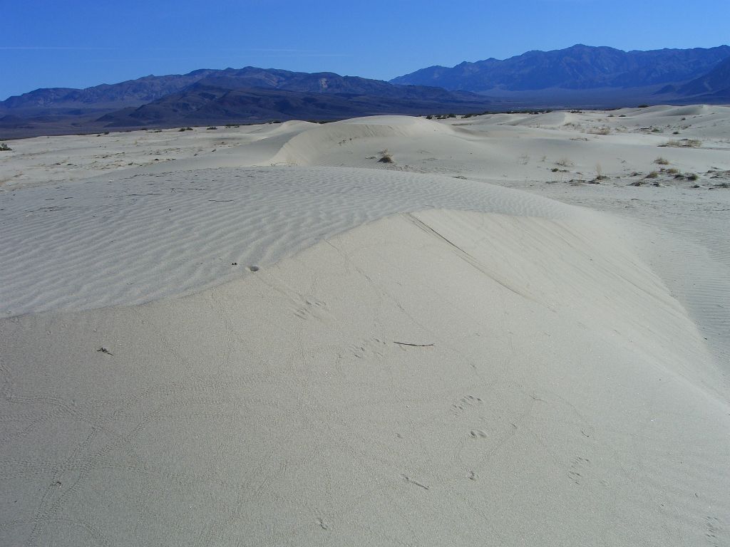 What are whaleback sand dunes?  One dictionary says that a whaleback dune is "a smooth, elongated mound or hill of desert sand shaped generally like a whale's back; formed by passage of a succession of longitudinal dunes along the same path."  The Saline Valley whaleback dunes are visible here: