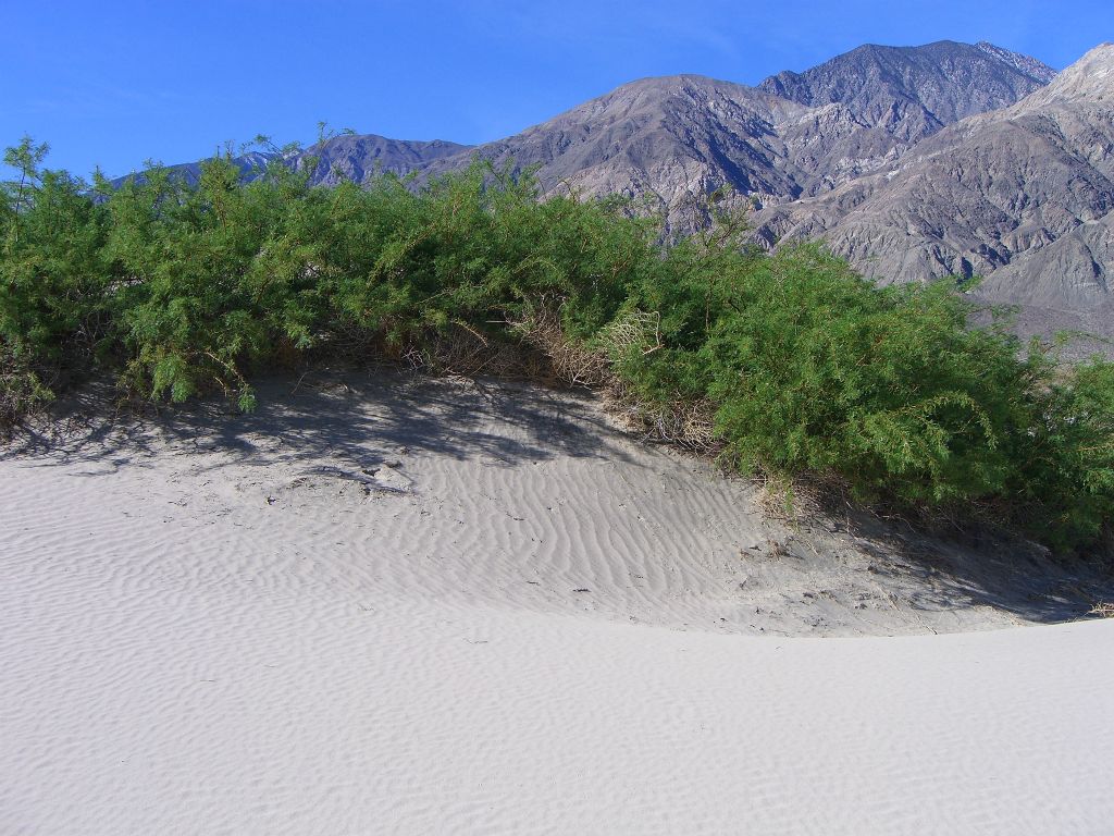 Beautiful plant life coloring the landscape on the dunes: