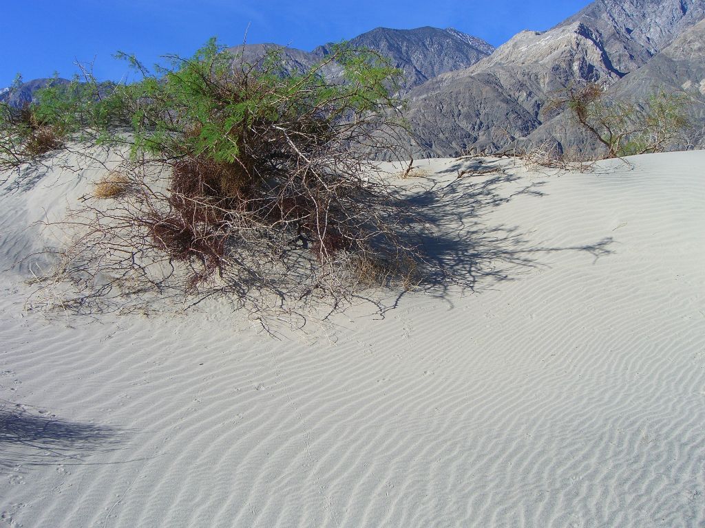 Check out the nice patterns on the sand below this small tree: