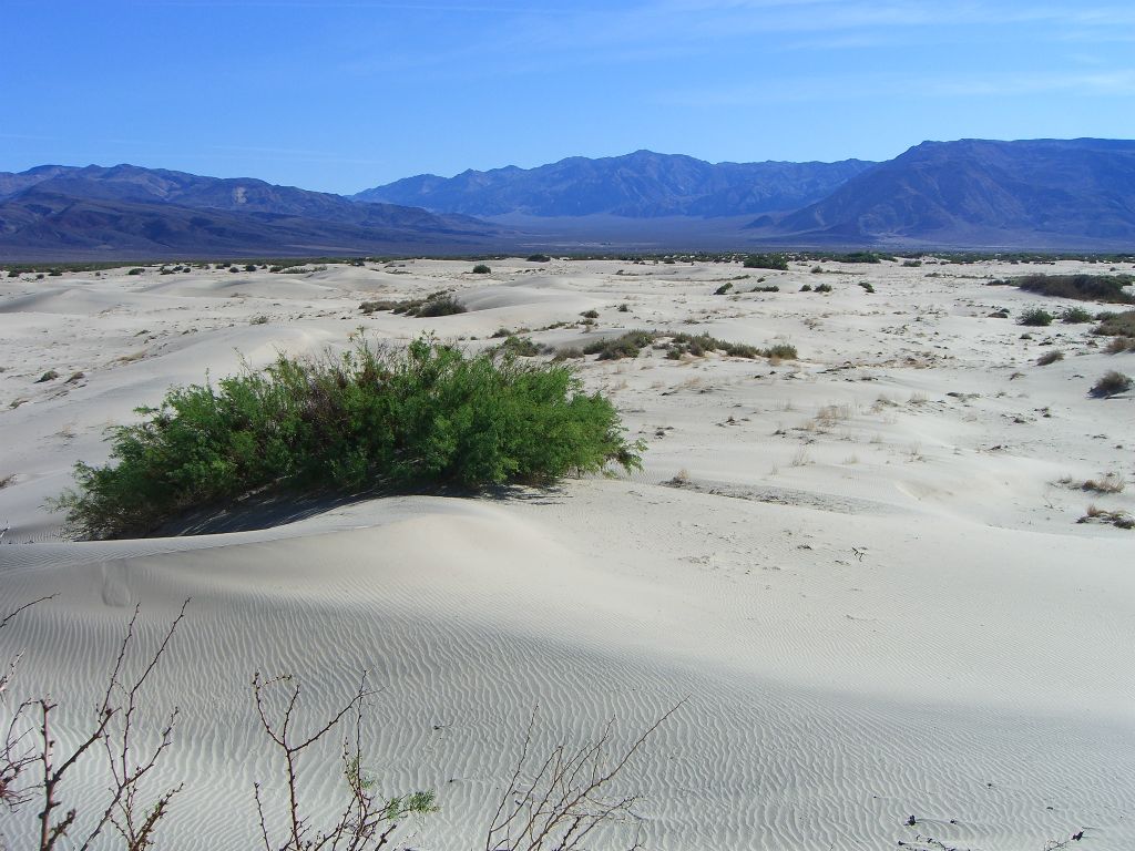 Looking to the northeast from the Saline Valley dunes.  If you look closely,  in the middle of the picture you can actually see the warm springs area: