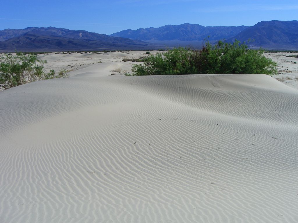 A perfect combination of beautiful sand patterns and plants: