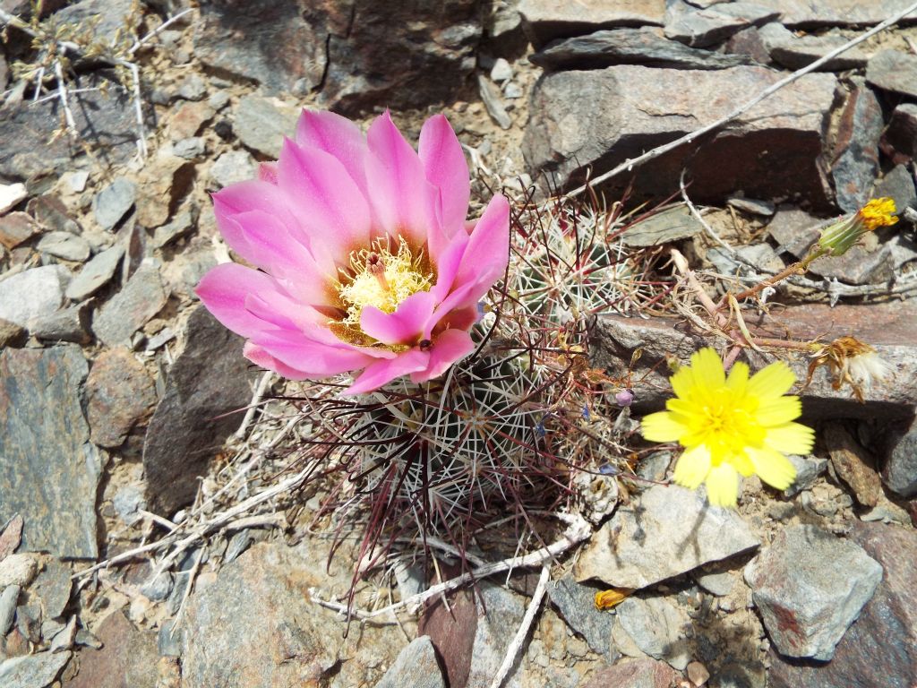 These two blooms found near the parking area let us know that we were taking our hike at a good time of year and elevation for wildflowers: