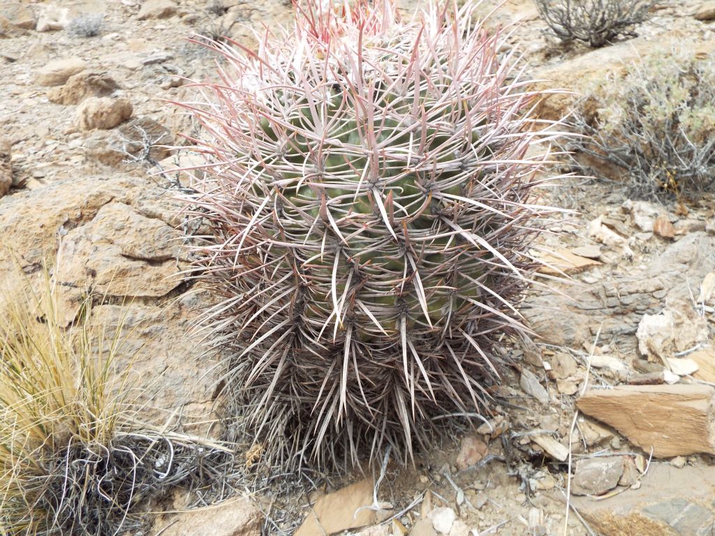 There were some nice specimens of barrel cactus during the hike: