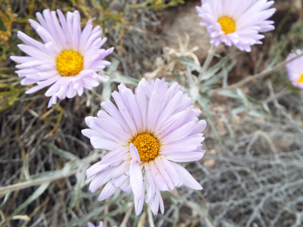 Two pictures of beautiful wildflowers that we found along the 2nd ridge: