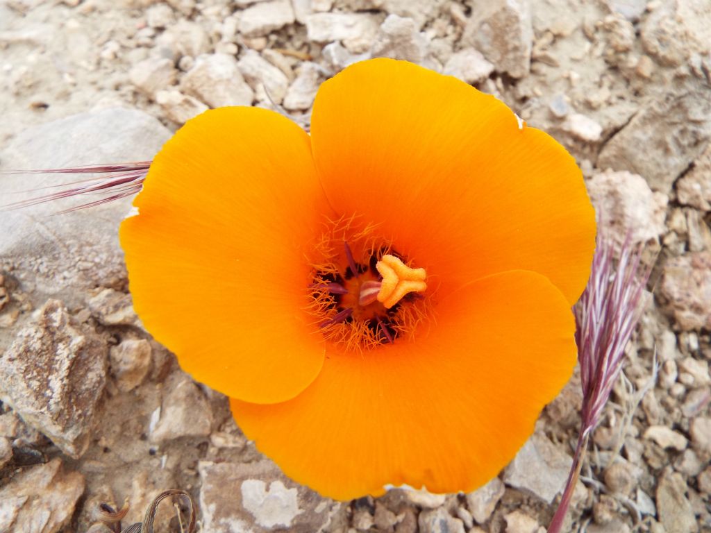 These pretty orange flowers were literally covering the hillside as we hiked down a gradual slope.  This is a desert mariposa lily (Calochortus kennedyi):