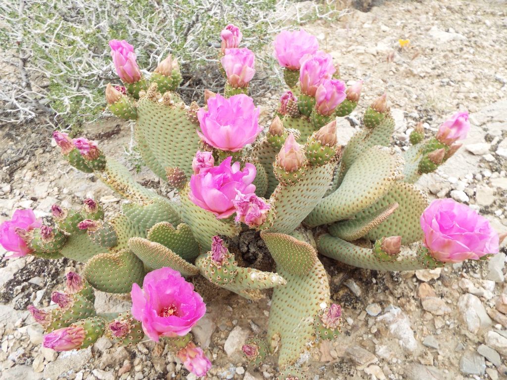 Three pictures showing a beavertail cactus in full bloom: