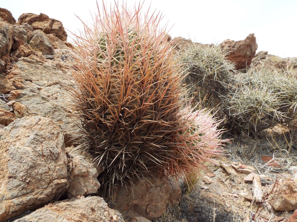 More barrel cactus growing out of the steep slopes: