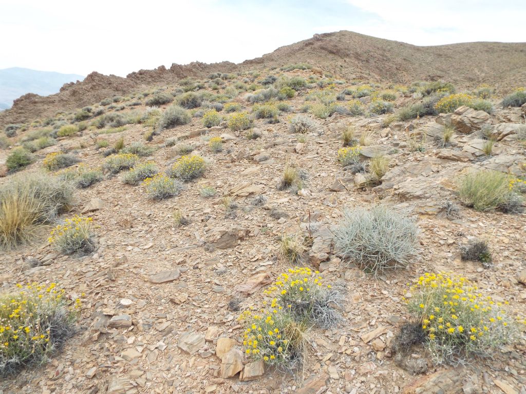 Soon, the hillside became completely covered by bushes containing yellow flowers: