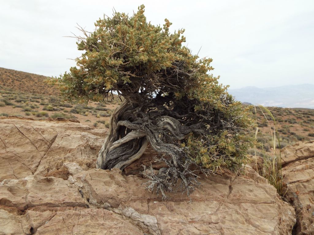 Nearby the arch, this tree has found a way to grow through the rocks and thrive: