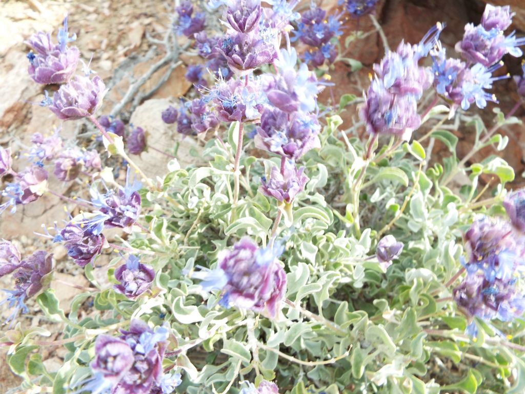 Two more pictures of nice wildflowers found during the hike back: