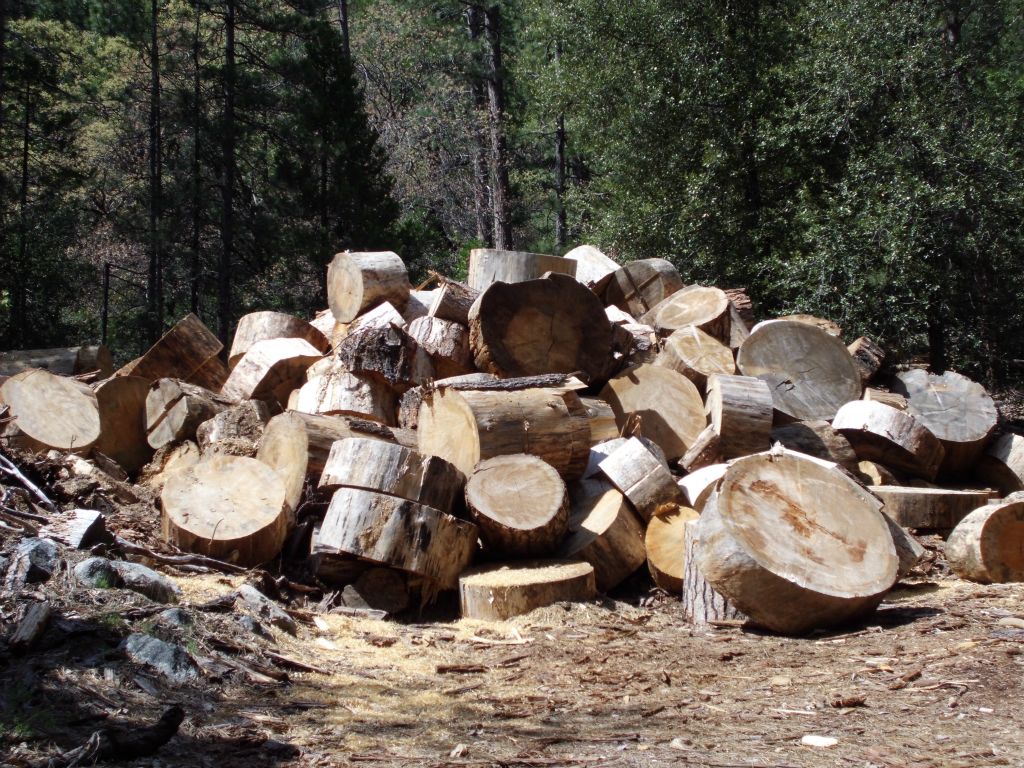 Here is the reason that this area is known as the Wood Lot.  Fallen trees are dumped here for valley residents to cut up and use as firewood: