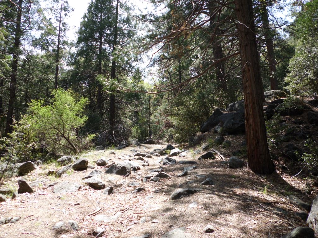 The Old Big Oak Flat Road a.k.a. the Rockslides Trail zigzags up a small hill and then turns sharply to the left: