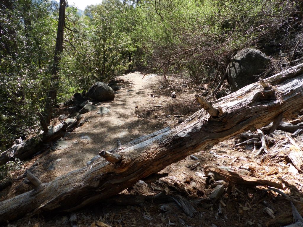 First minor obstacle along the trail during our hike was this fallen tree: