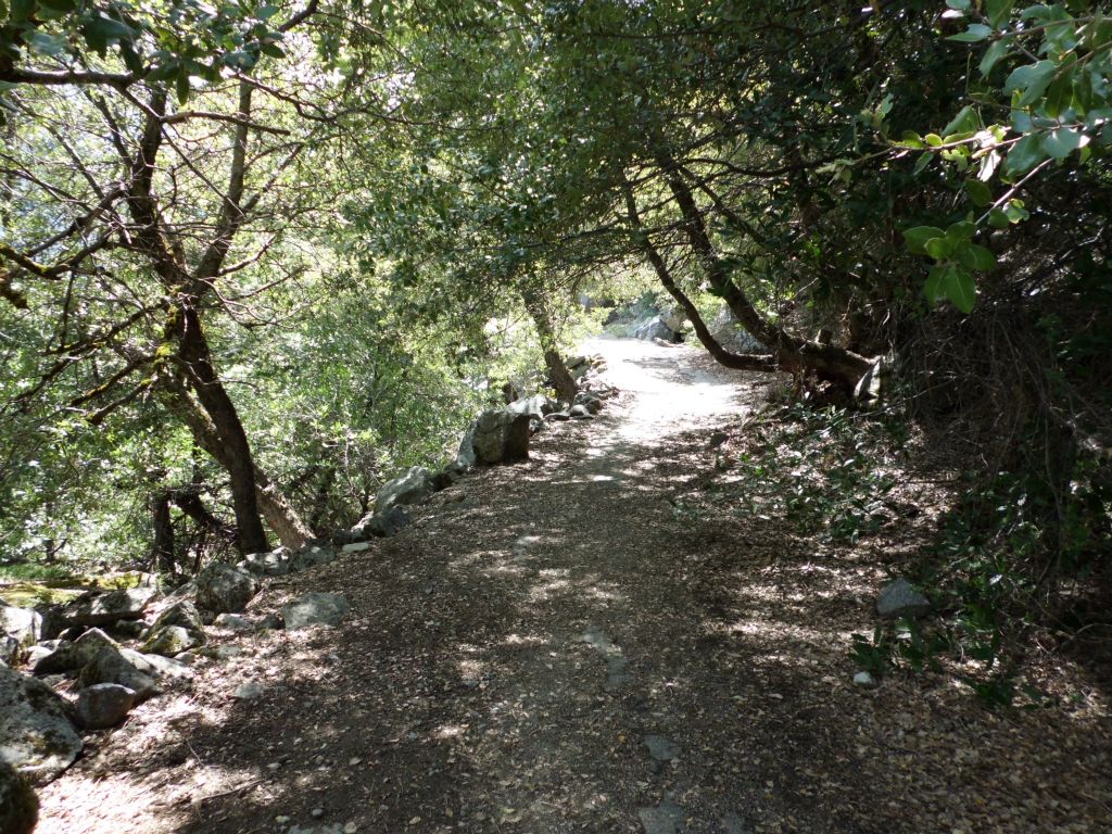 Back on a nice trail with shade provided by an abundance of trees: