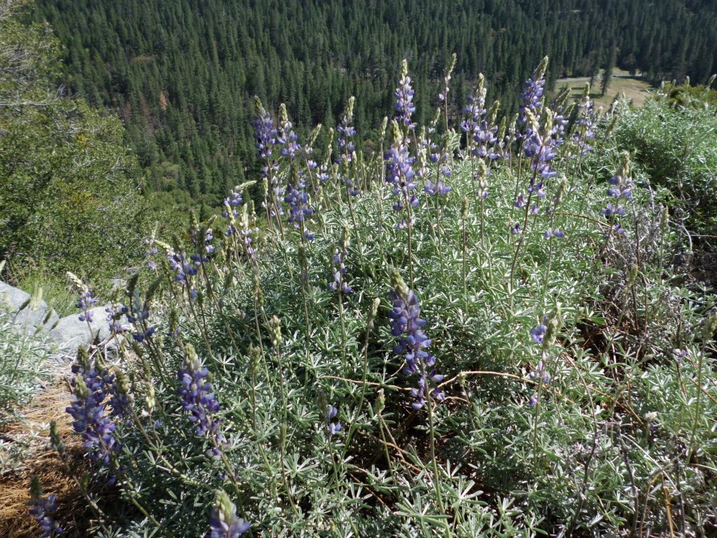 Pretty wildflowers in bloom along the side of the trail: