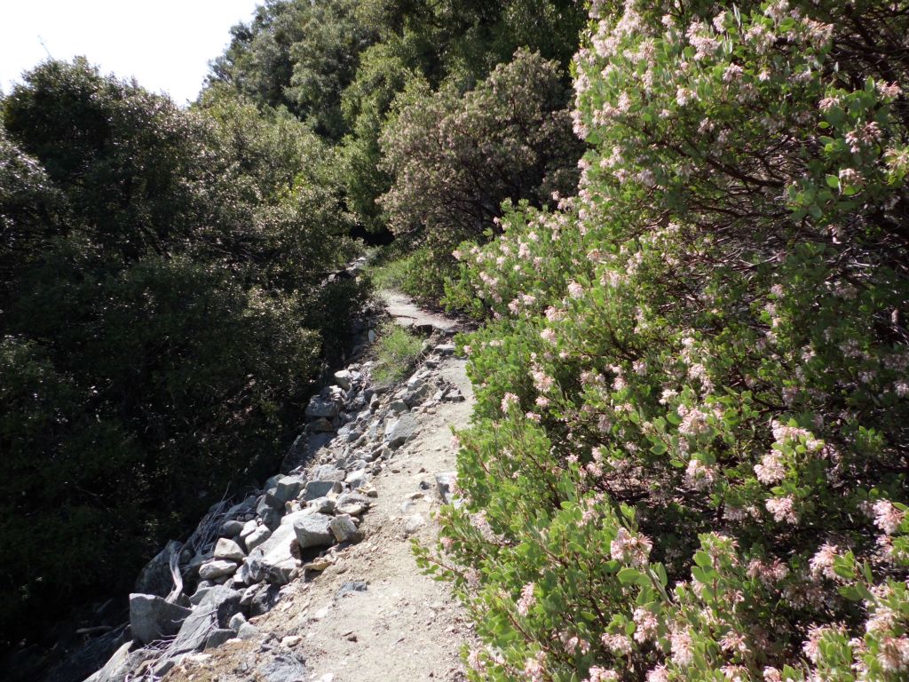 A tree in bloom that is overgrown and has taken over the trail: