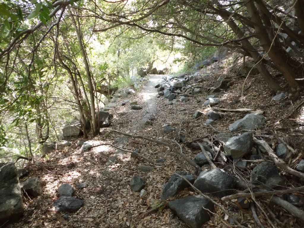 The trail heads back into the forest for a brief stretch, continuing the pattern: