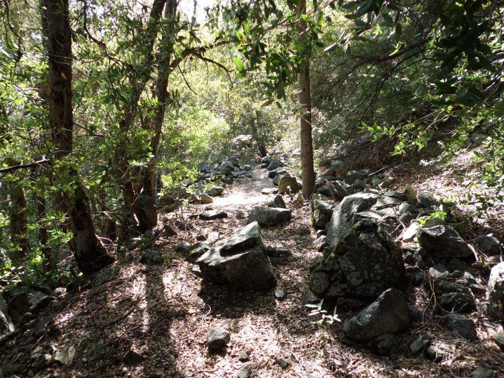 The lower switchback headed into the forest: