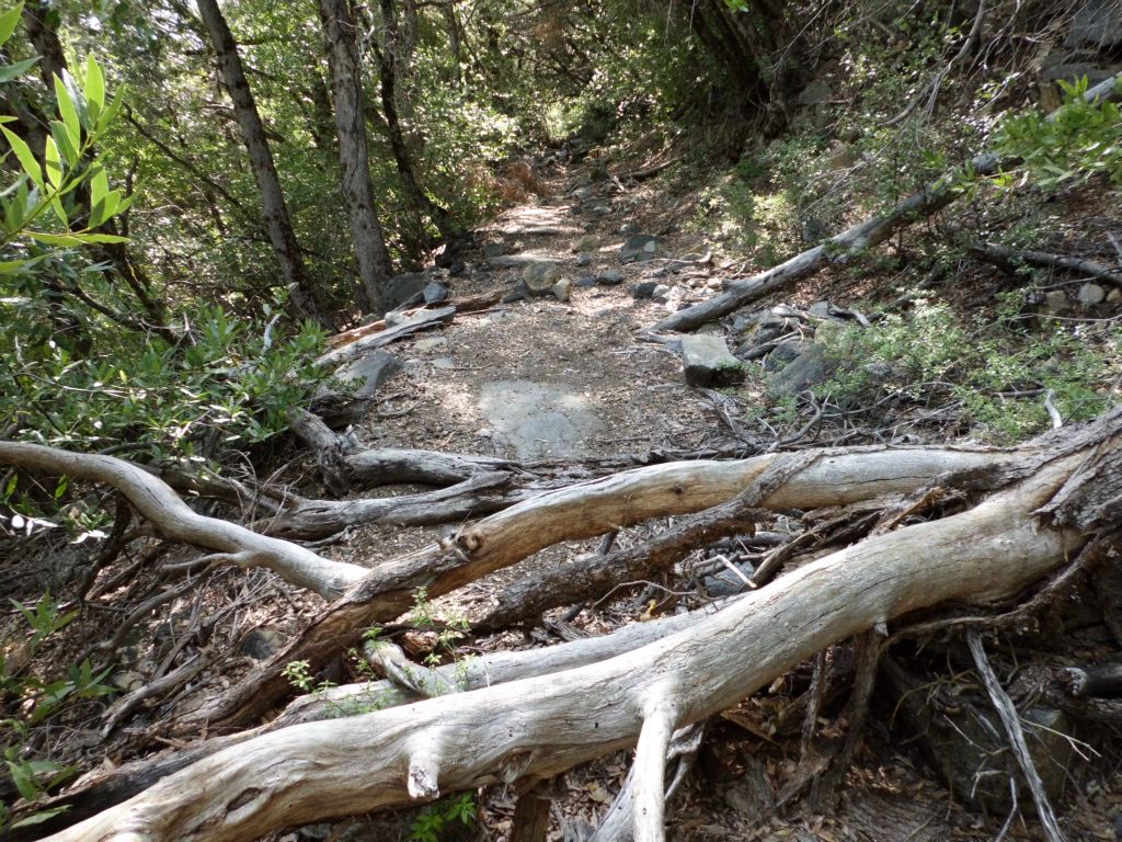 There were some small logs and branches covering parts of the lower switchback: