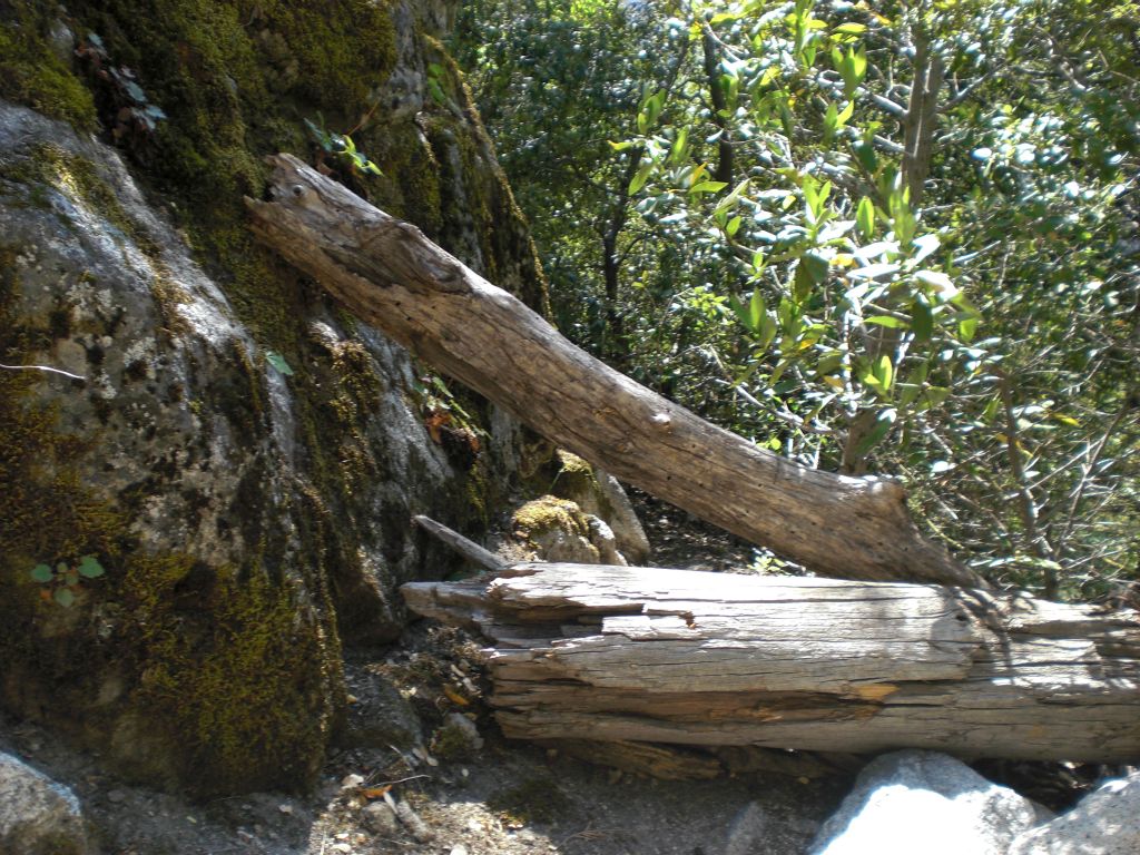 These logs have been strategically placed to keep hikers from wandering off the trail.  We stopped here, turned around, and looked up: